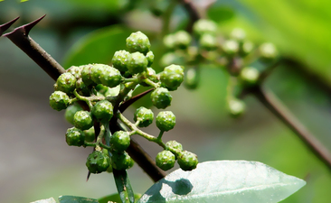 如何鑒定藤椒油是否天然純正？